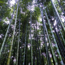 粉金竹长8米尾部直径3厘米