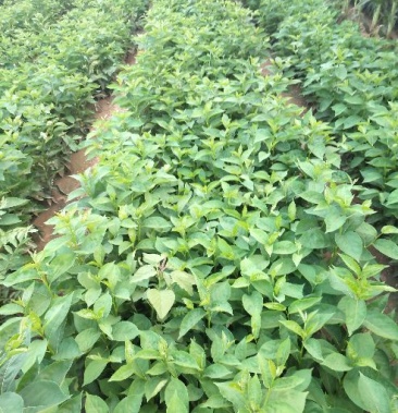 软枣树苗,根系好,成活高,支持技术指导,量大优惠.