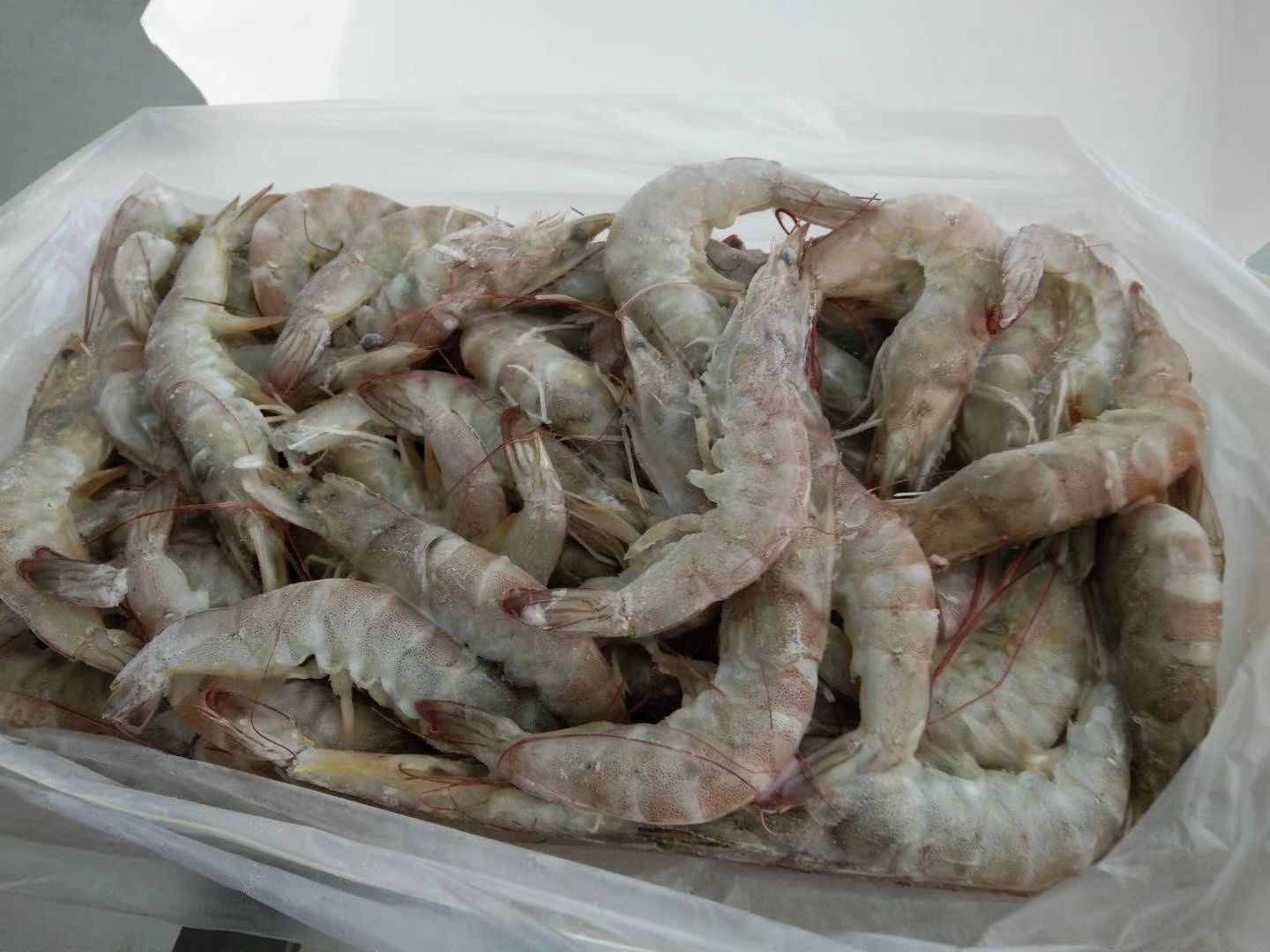 白便对虾肠道与正常对虾肠道对比图