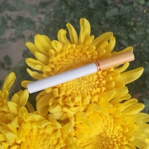 极品黄菊A货完美级