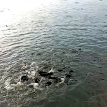 革胡子鲶鱼