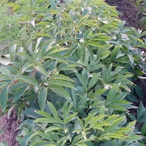新品内蒙赤芍种子马上上市！