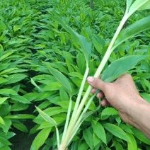 草果苗大量供应，欢迎定购