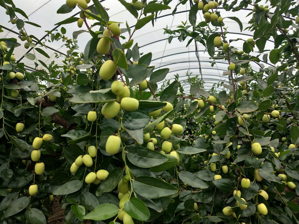 一片热带果园中整齐排列的桃蜜青枣树,枝叶茂盛,果实累累,农民正在手工采摘成熟的青枣,阳光明媚,地面湿润,突出生态种植环境与人工精细化管理过程 桃蜜青枣果园种植场景