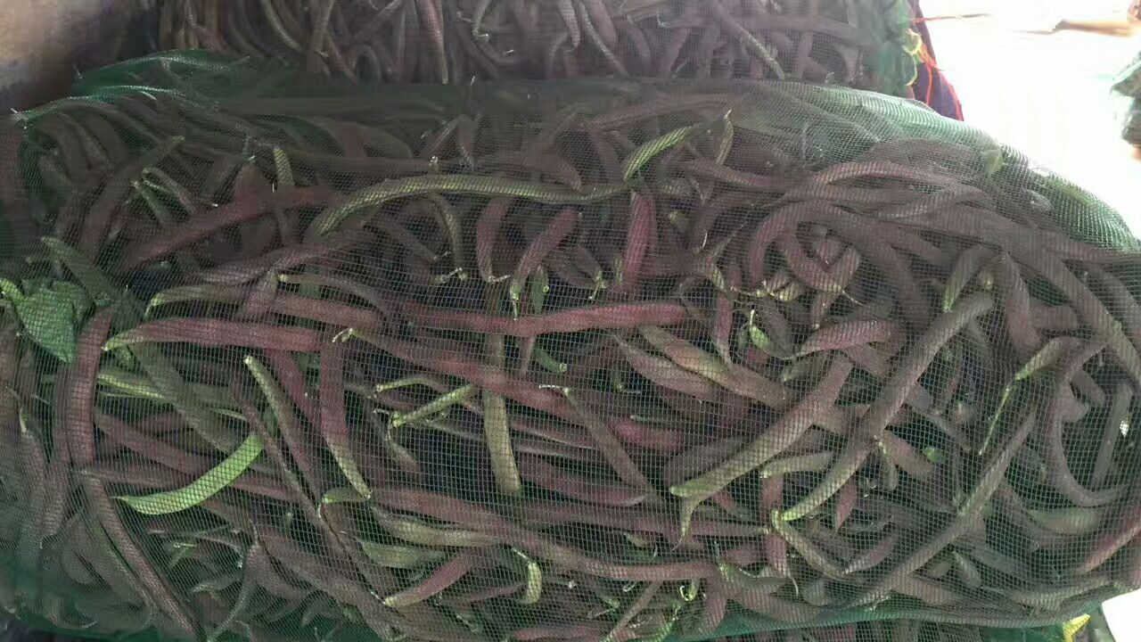 小芸豆在市场中被选购的场景,展示其受欢迎程度 小芸豆在市场中被选购的场景