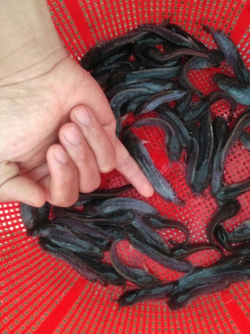 [土鲶鱼苗批发]广西玉林玉州区鲶鱼苗 0.