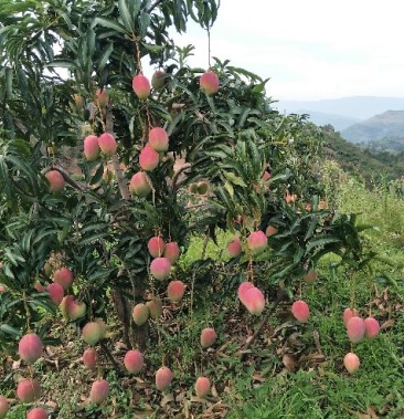[其它批发]红芒大量上市,价格4.50元/斤 - 一亩田