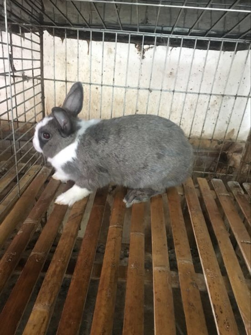 花巨肉兔种兔2~3kg