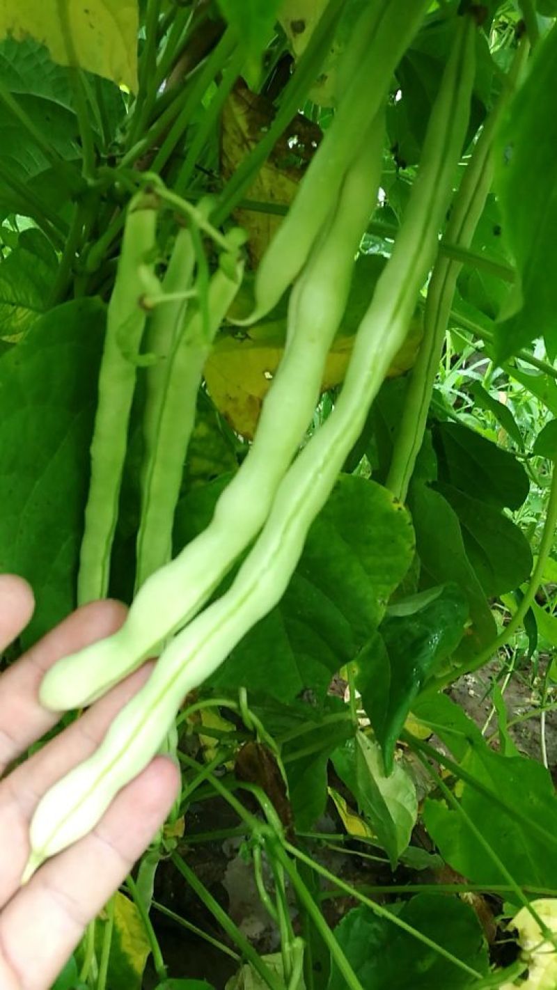 白豆无丝豆白芸豆,产地直供,一手货源,全国供货,欢迎来电