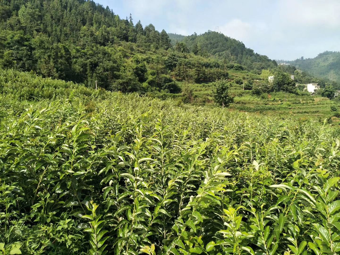 不同地区板栗园对比图