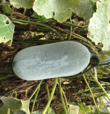 [小香冬瓜批发]小香冬瓜价格0.50元/斤 - 一亩田