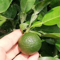 香橙种子