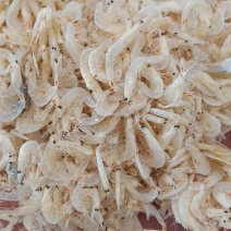烘干，压干虾皮，大量上市，保证一手货源，