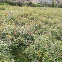 清香木苗
