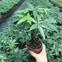 五辫发财树(包邮)基地直销，迷你五辫发财树，90#带盒发