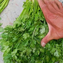 山东香菜铁杆青，一手货源山东产地，全国发货