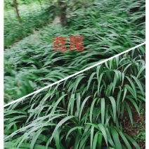 鸢尾，护坡固土，物美价廉