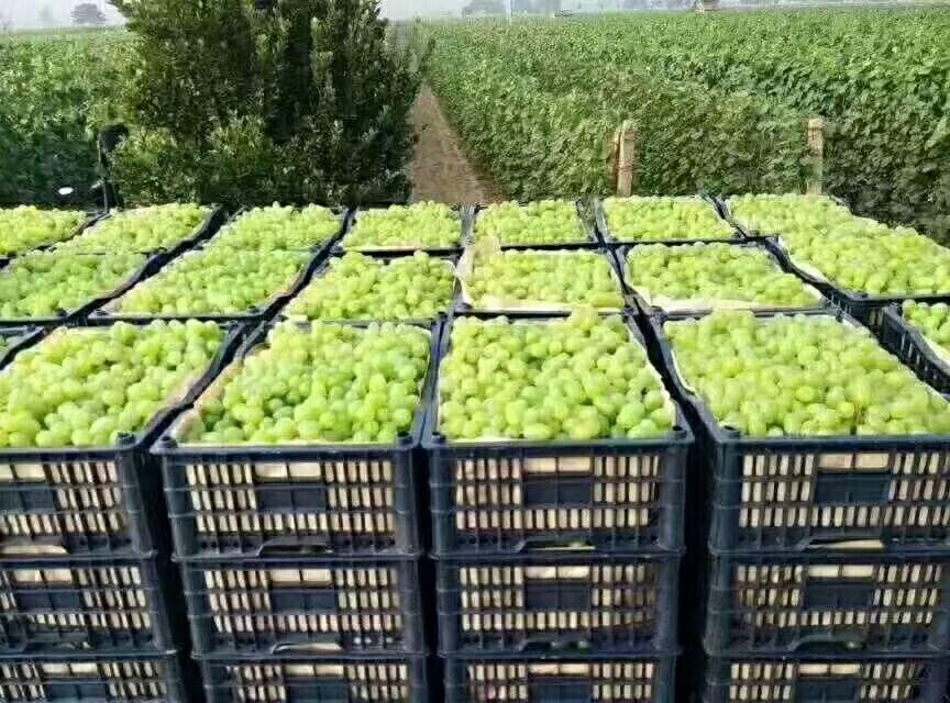 零售端展示的维多利亚葡萄商品,突出其高端包装与产地标识 超市货架上摆放着透明包装的维多利亚葡萄,果串完整、颜色明亮,旁边标有“新疆原产”“精品鲜果”等标签