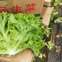 苦菊20~25cm