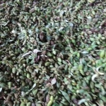 白芍种子，育苗用的新白芍籽