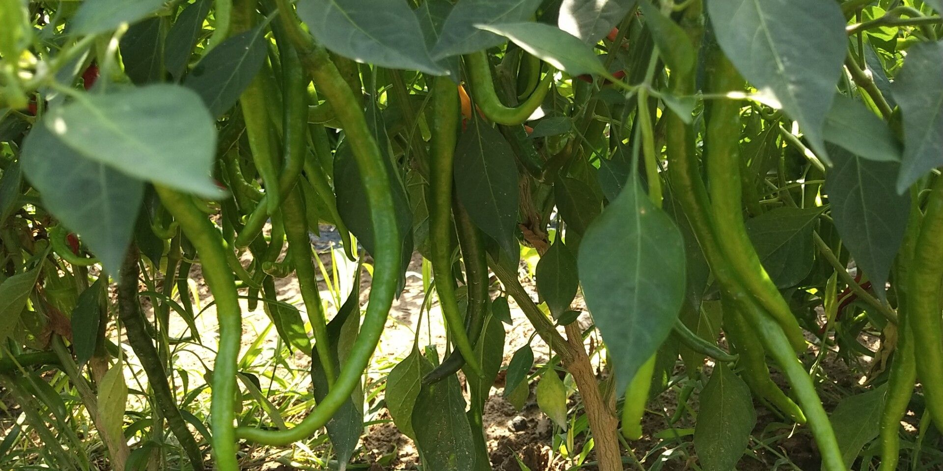 8号辣椒植株特写