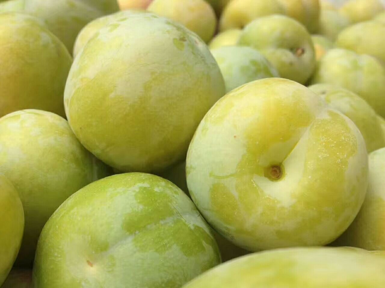 绿宝石李子特写