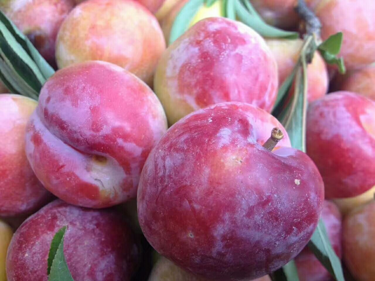 黑宝石黑李子特写