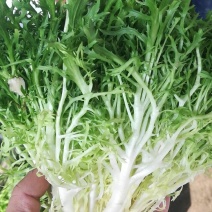 精品苦菊供应全国