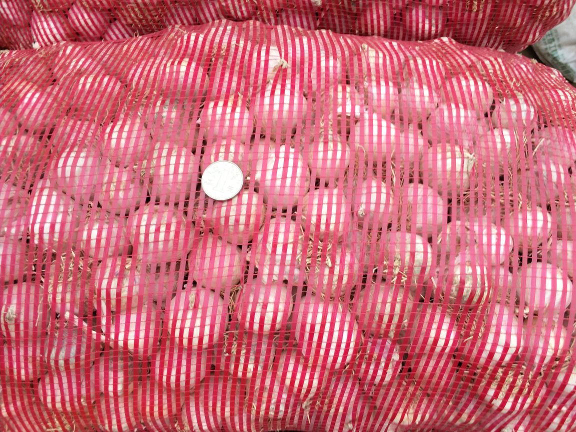 左侧为一颗完整的独头蒜,右侧为掰开的普通多瓣大蒜,两者并列摆放于白色瓷盘中,背景虚化,突出形态差异,用于直观说明独头蒜的结构特征 独头蒜与普通大蒜对比图