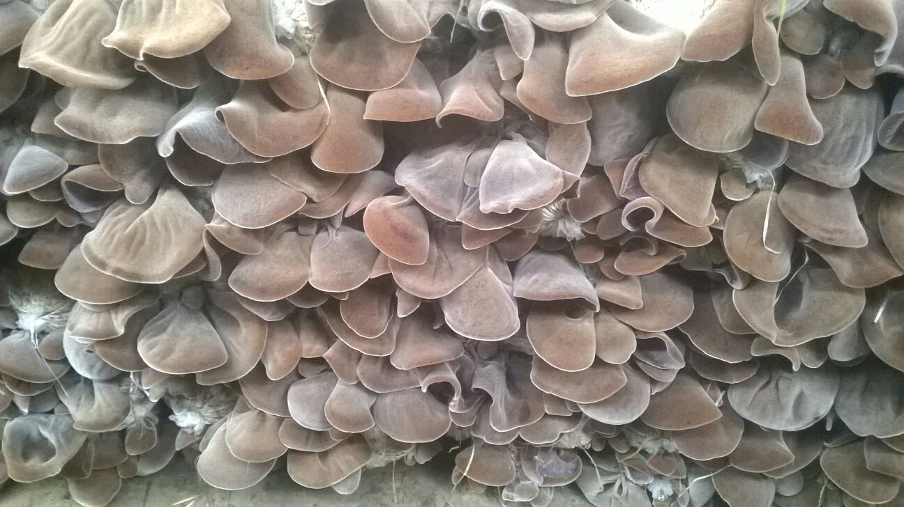 毛木耳泡发过程示意图