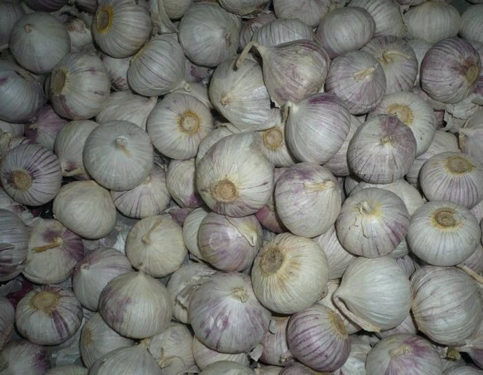 展示一颗完整的独头蒜,外皮包裹紧密,表面呈白色或淡紫色 独头蒜实物图