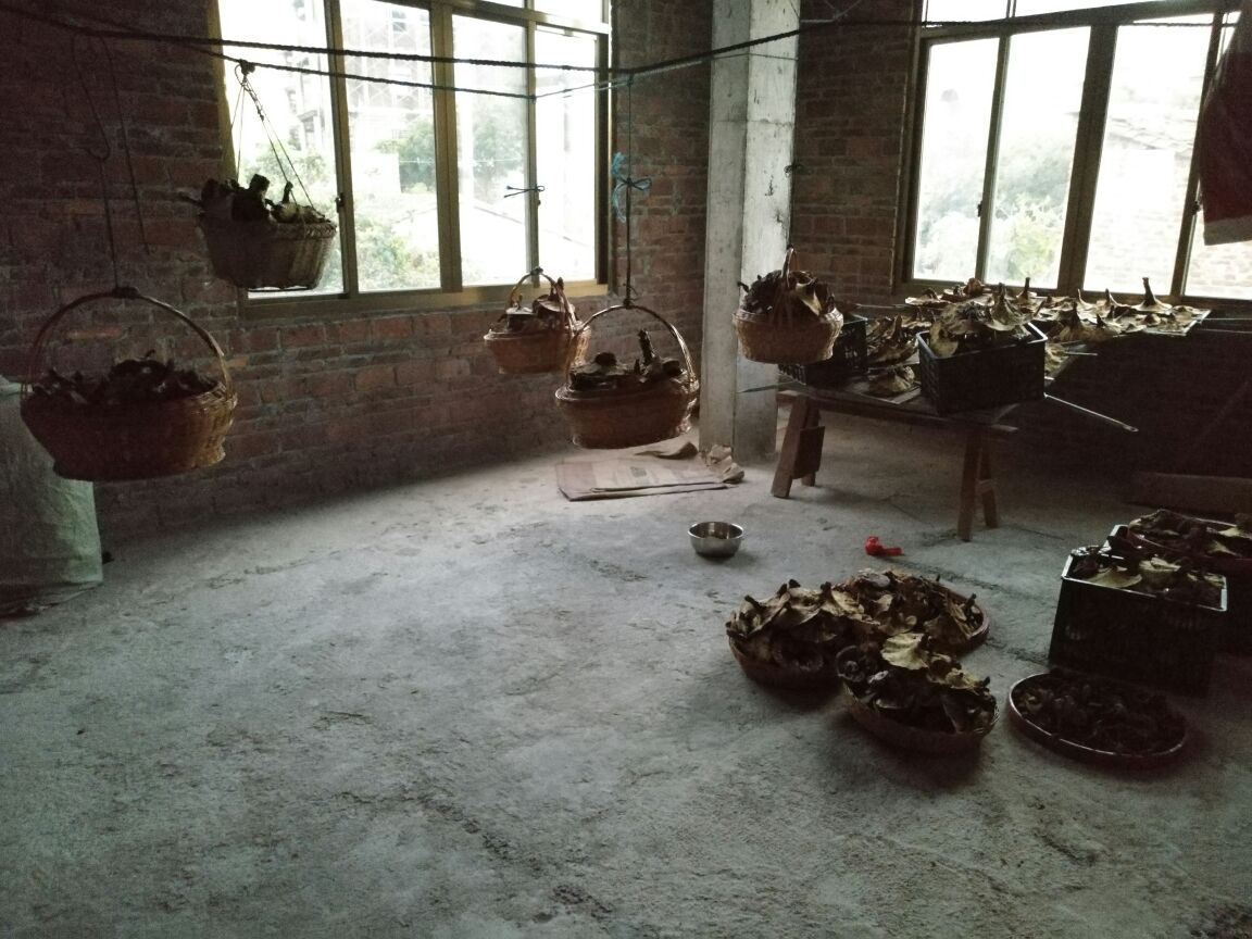 灵芝热风干燥设备运行实景图