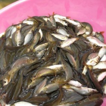 鲤鱼:一斤20条左右