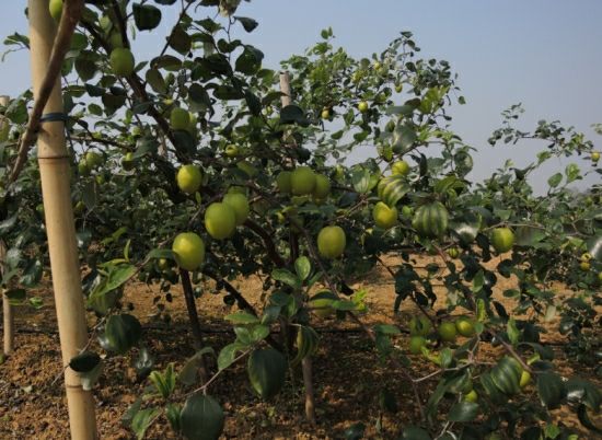 展示高朗一号青枣在果园中成片种植的实景图,果树长势良好,果实挂满枝头 高朗一号青枣果园种植实景