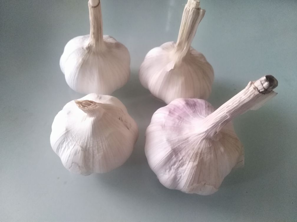白皮大蒜整体特写