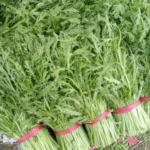 茼蒿菜