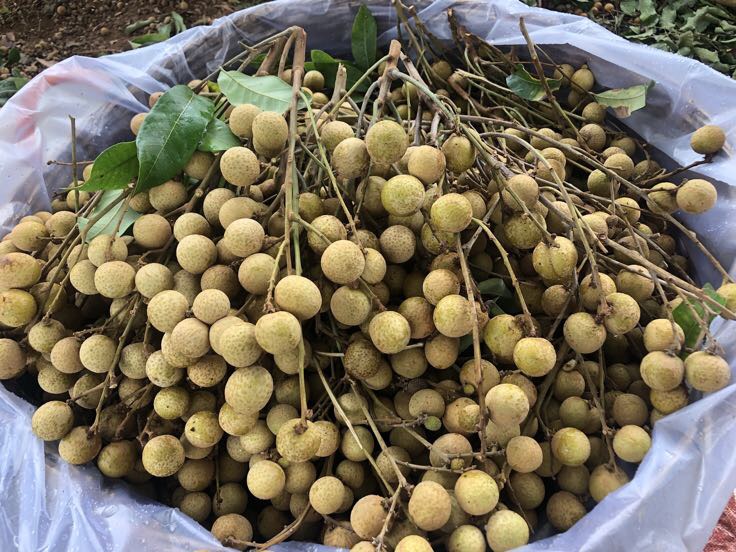 石硖龙眼果实特写