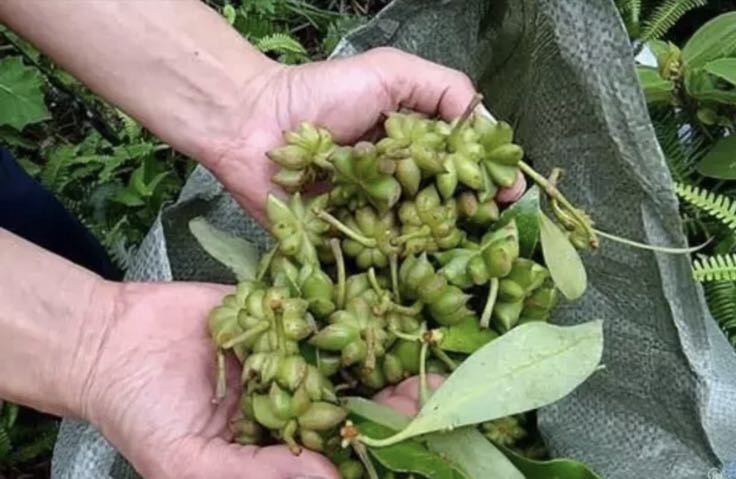 扁豆角秋季采收现场