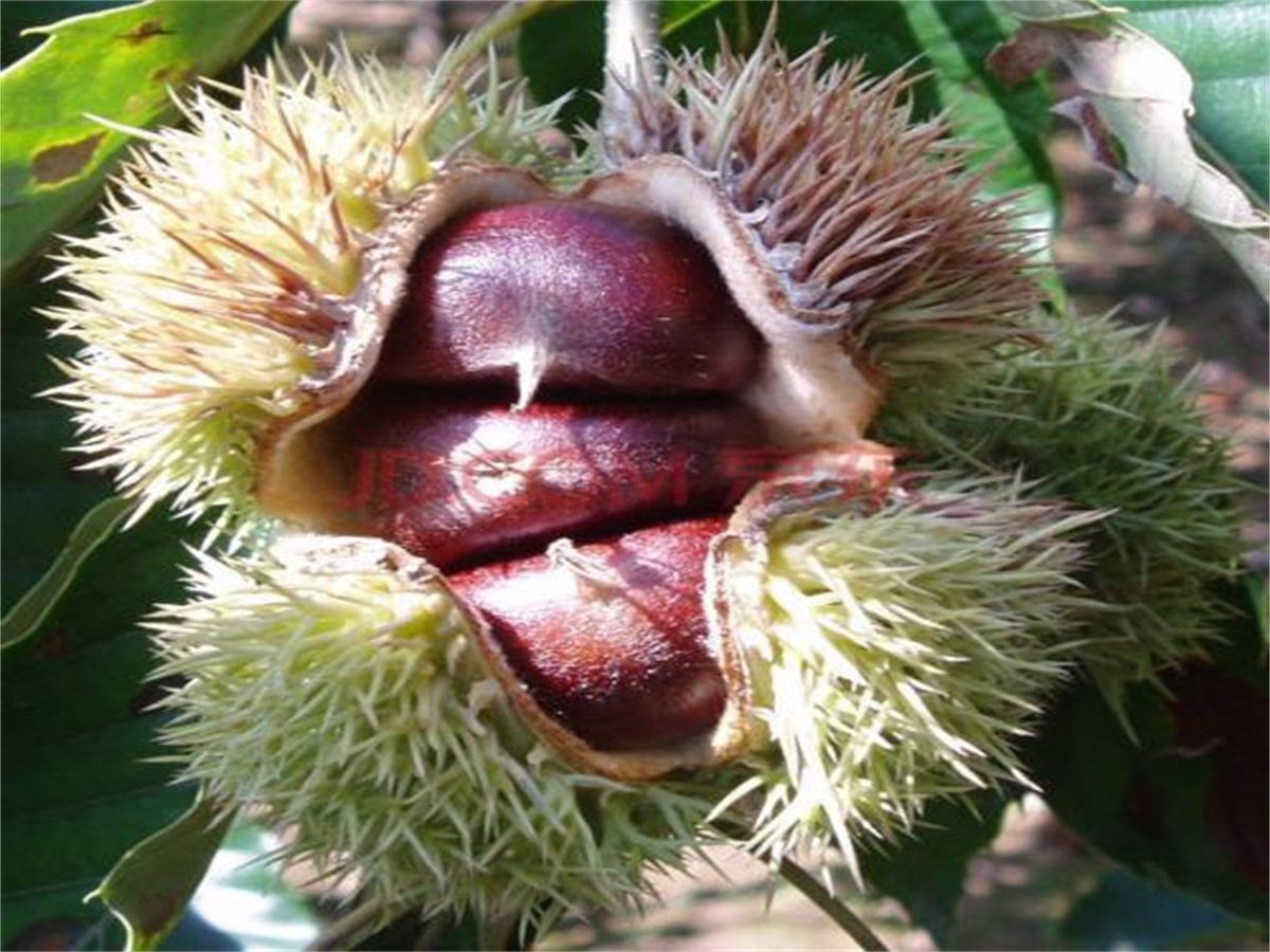 市场挑选栗子的场景