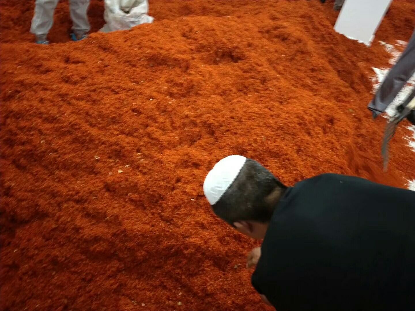 手工采摘雪菊的胎菊场景