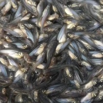 巴沙鱼苗
