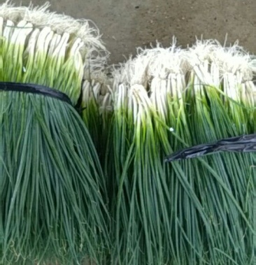 香葱,四季葱,小米葱,白头葱,大量上市,需要的老板请联系