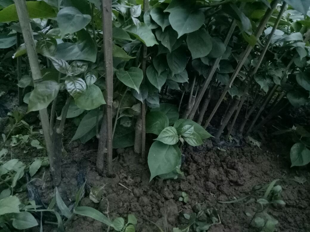红色雏菊在温室中整齐排列,叶片翠绿,花朵初绽,呈现出良好的生长状态 红色雏菊在温室中整齐生长
