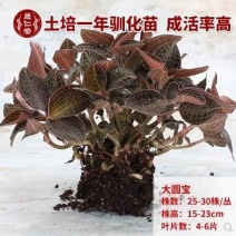金线莲种子