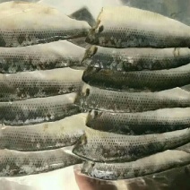 海鲫鱼干