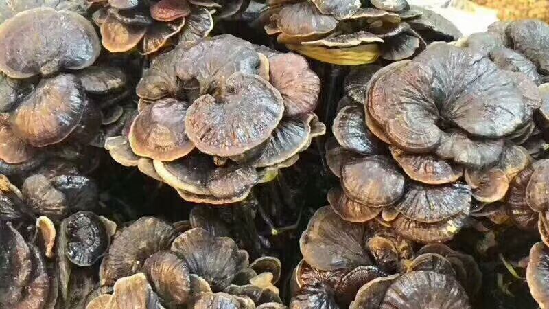 竹灵芝在枯木上生长