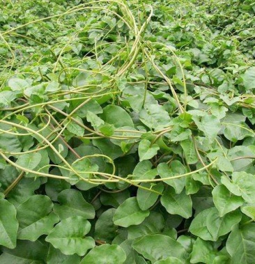 [落葵批发]供应落葵薯价格280.00元/斤 - 一亩田