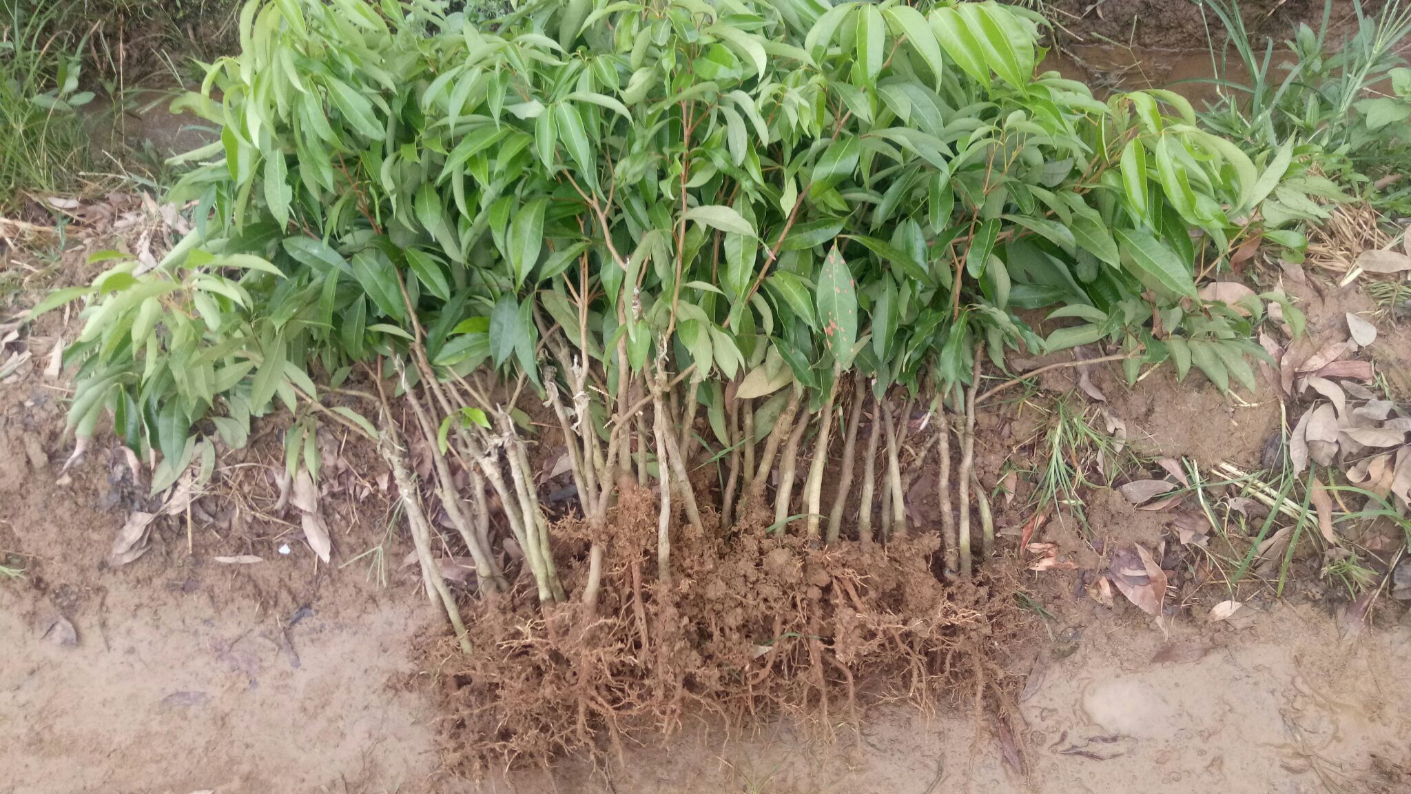 无核荔枝苗定植操作图