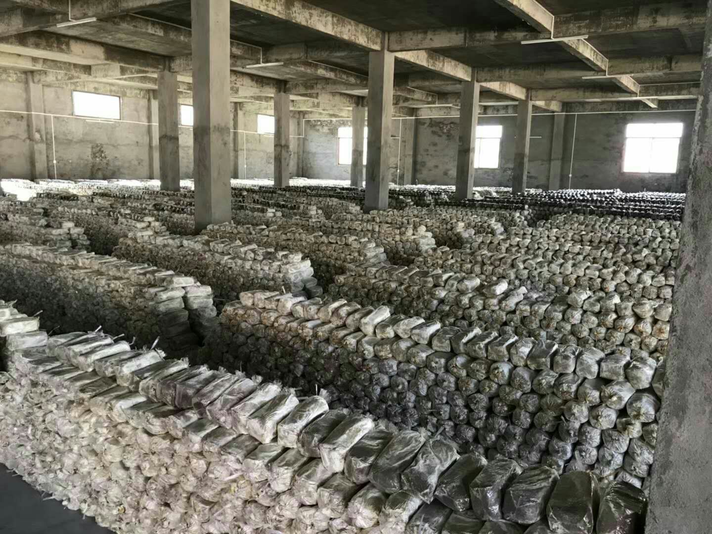 现代化灵芝提取生产线