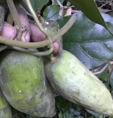 白血藤稀少货品现订现挖干货需提前预订